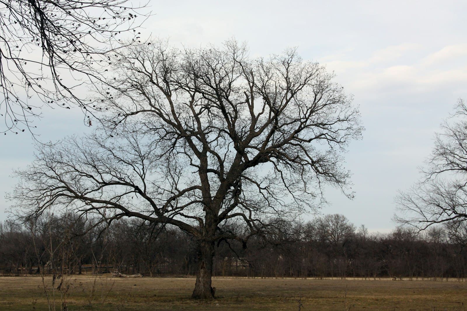 A massive old oak tree with spreading bare branches standing alone in a flat Texas pastoral field — generational permanence